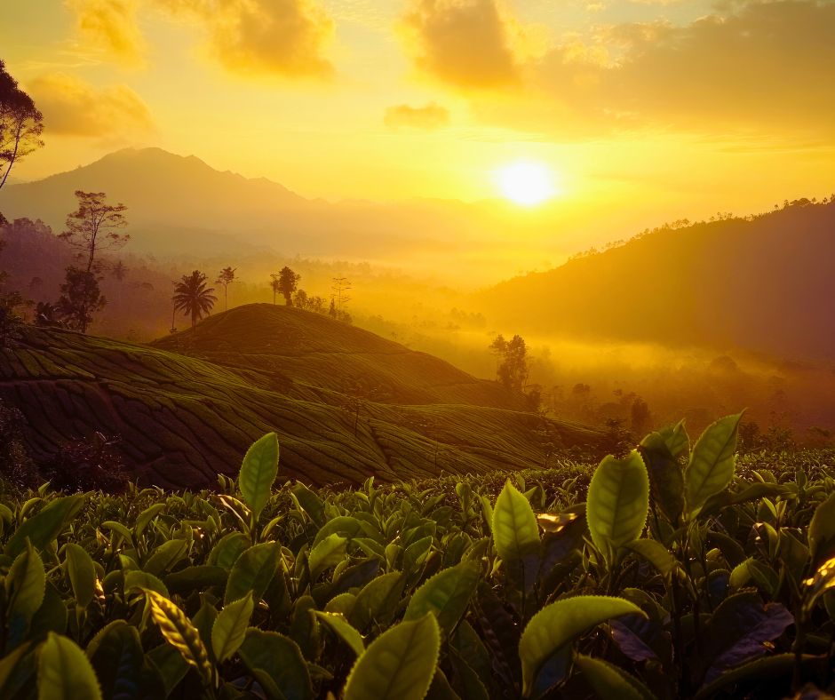 Classic Ceylon: Heritage & Nature